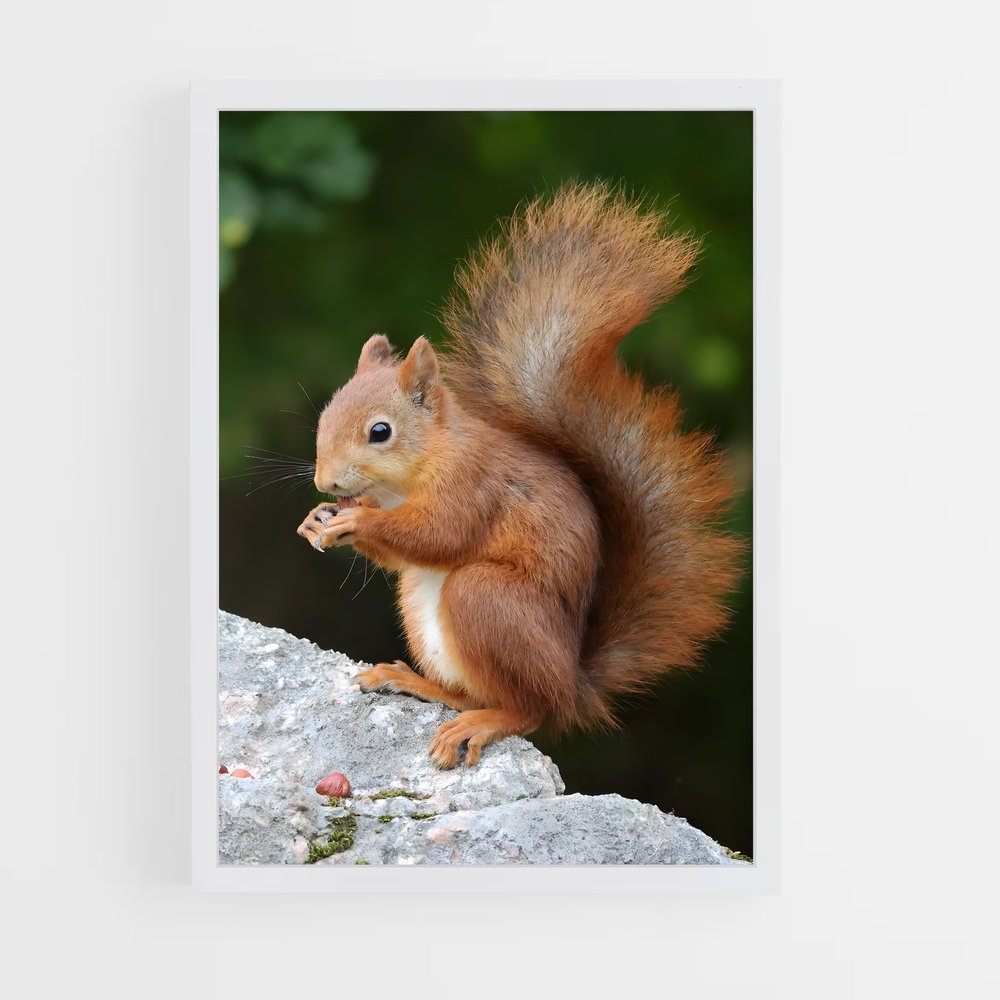 ap-squirrel-3 cadre Blanc