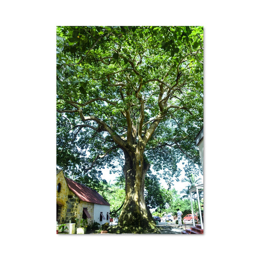 Poster L'Arbre de la Ville