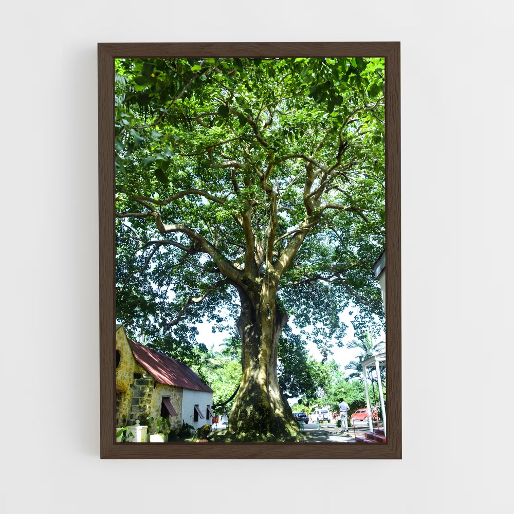 ap-st nicholas abbey-5 cadre Bois foncé