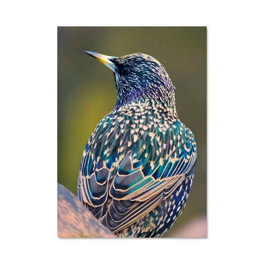 Poster Plume Azur
