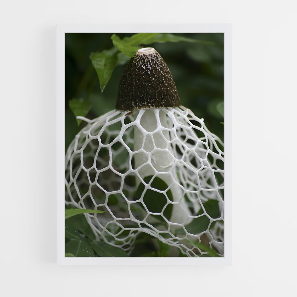 ap-stinkhorn-1 cadre Blanc