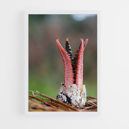 ap-stinkhorn-2 cadre Blanc