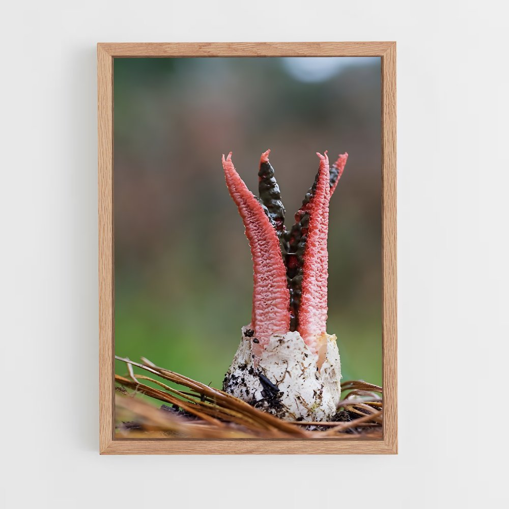 ap-stinkhorn-2 cadre Bois clair