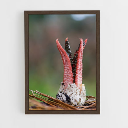 ap-stinkhorn-2 cadre Bois foncé