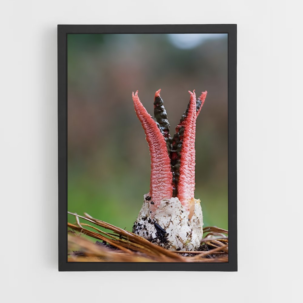 ap-stinkhorn-2 cadre Noir
