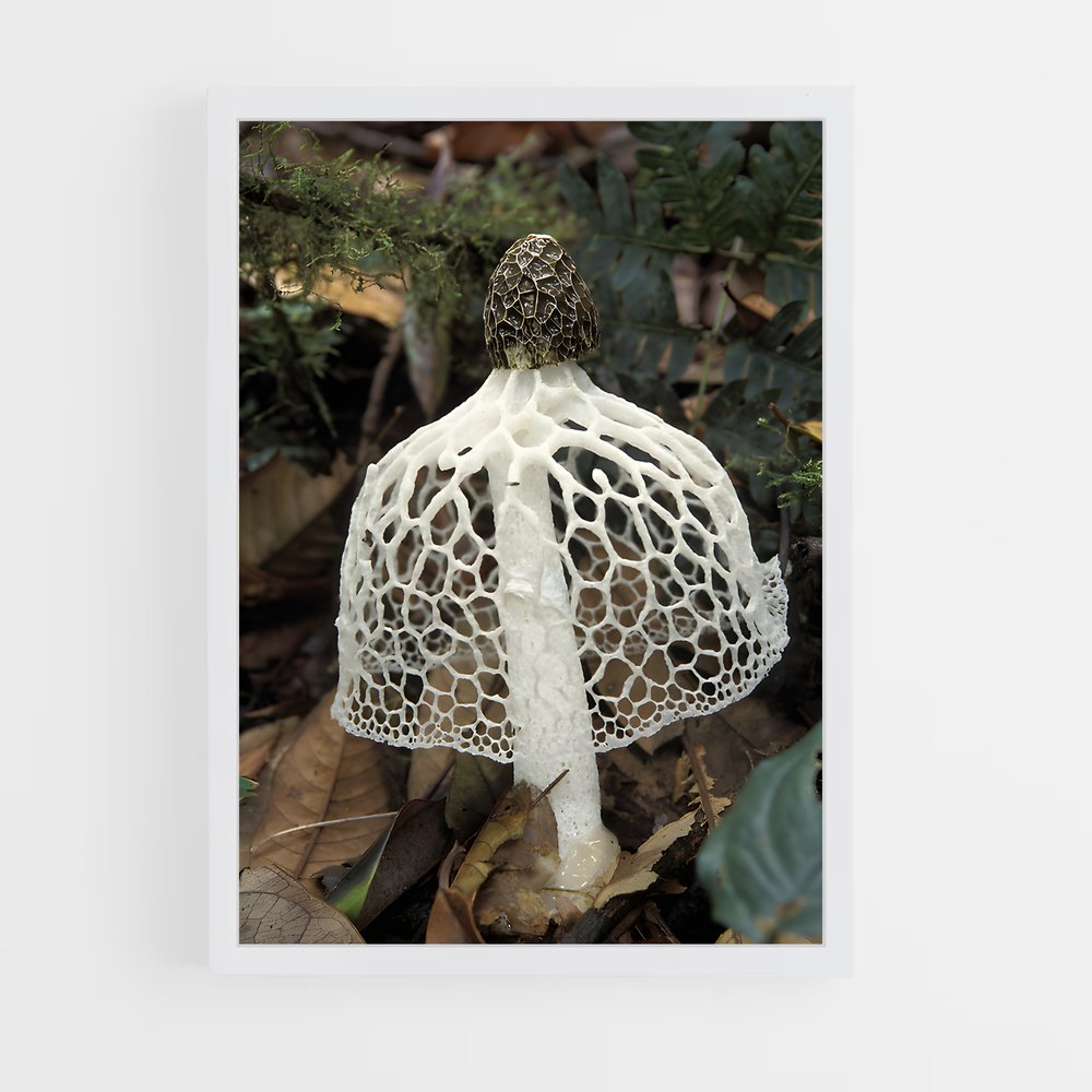 ap-stinkhorn-3 cadre Blanc