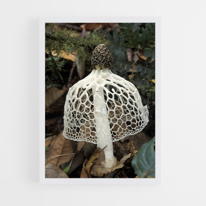 ap-stinkhorn-3 cadre Blanc