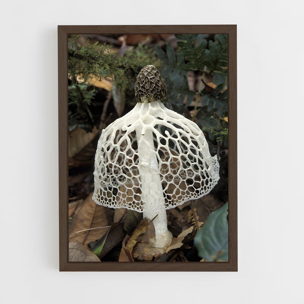 ap-stinkhorn-3 cadre Bois foncé