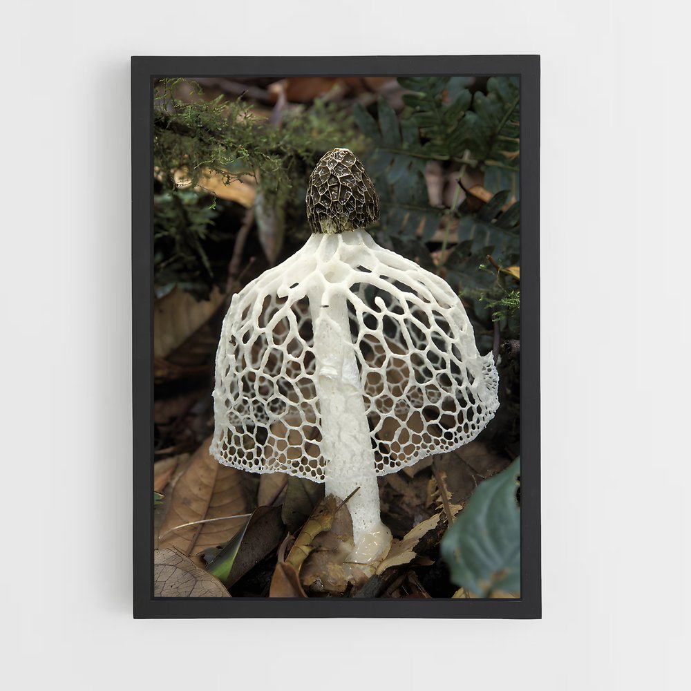 ap-stinkhorn-3 cadre Noir