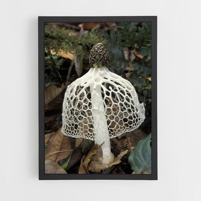 ap-stinkhorn-3 cadre Noir