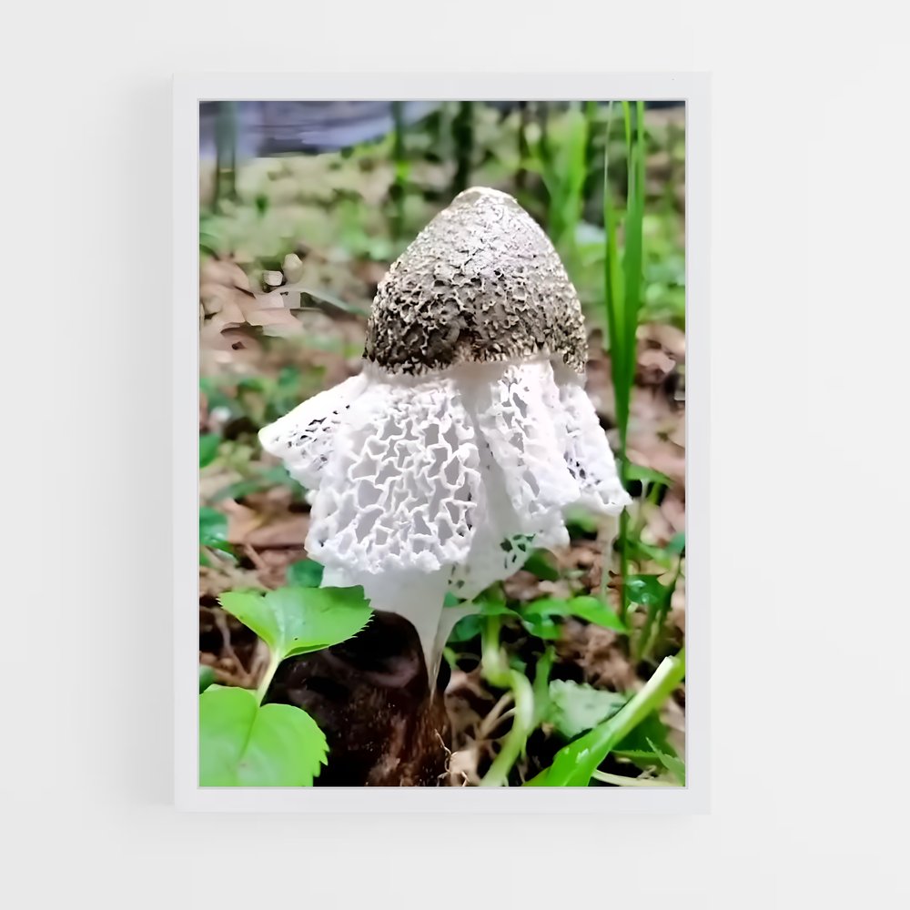 ap-stinkhorn-4 cadre Blanc