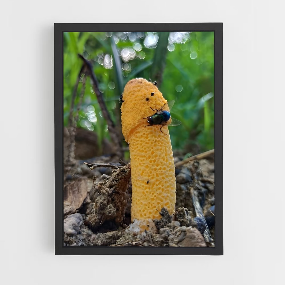 ap-stinkhorn-5 cadre Noir