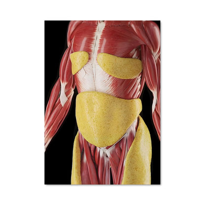 Poster Anatomie Éveillée