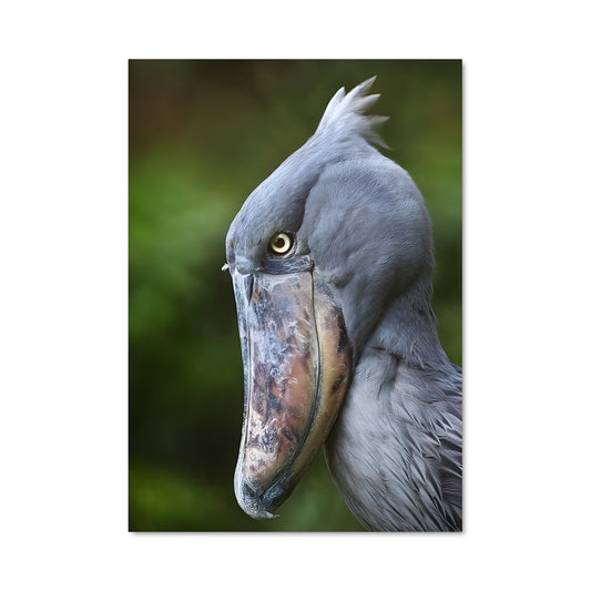 Poster Le Bec Élancé