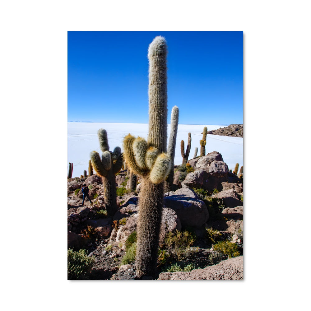 Poster Cactus Dream