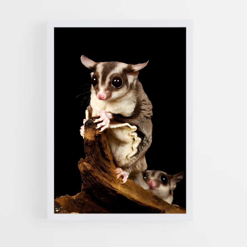 ap-sugar glider-1 cadre Blanc