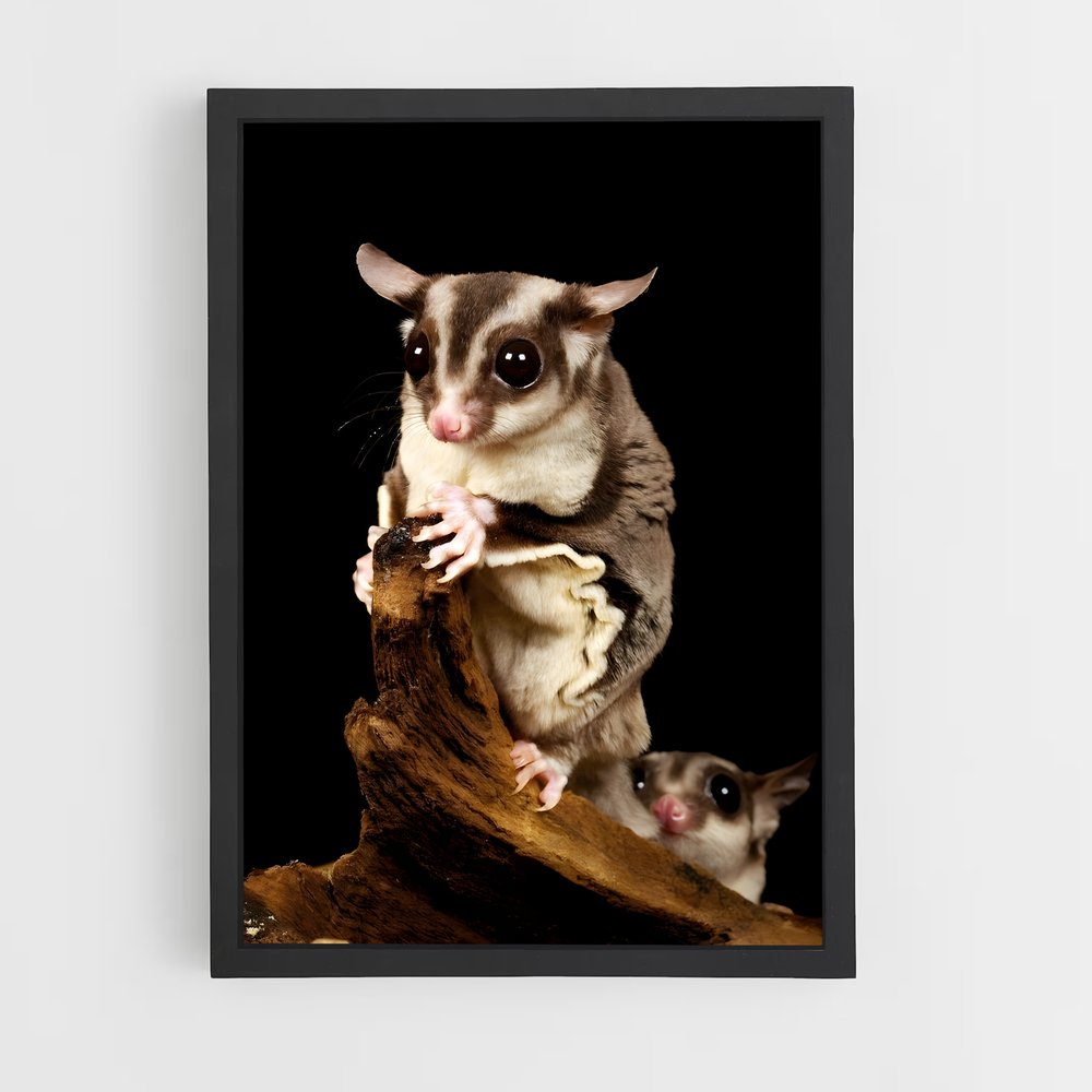 ap-sugar glider-1 cadre Noir