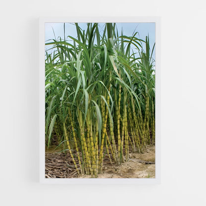 ap-sugarcane-1 cadre Blanc