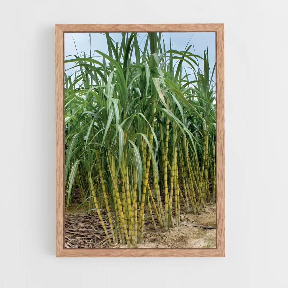 ap-sugarcane-1 cadre Bois clair