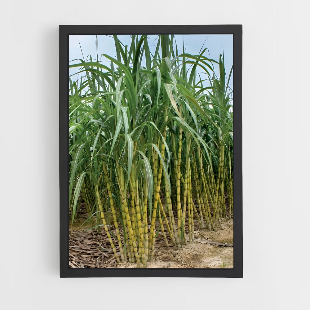 ap-sugarcane-1 cadre Noir