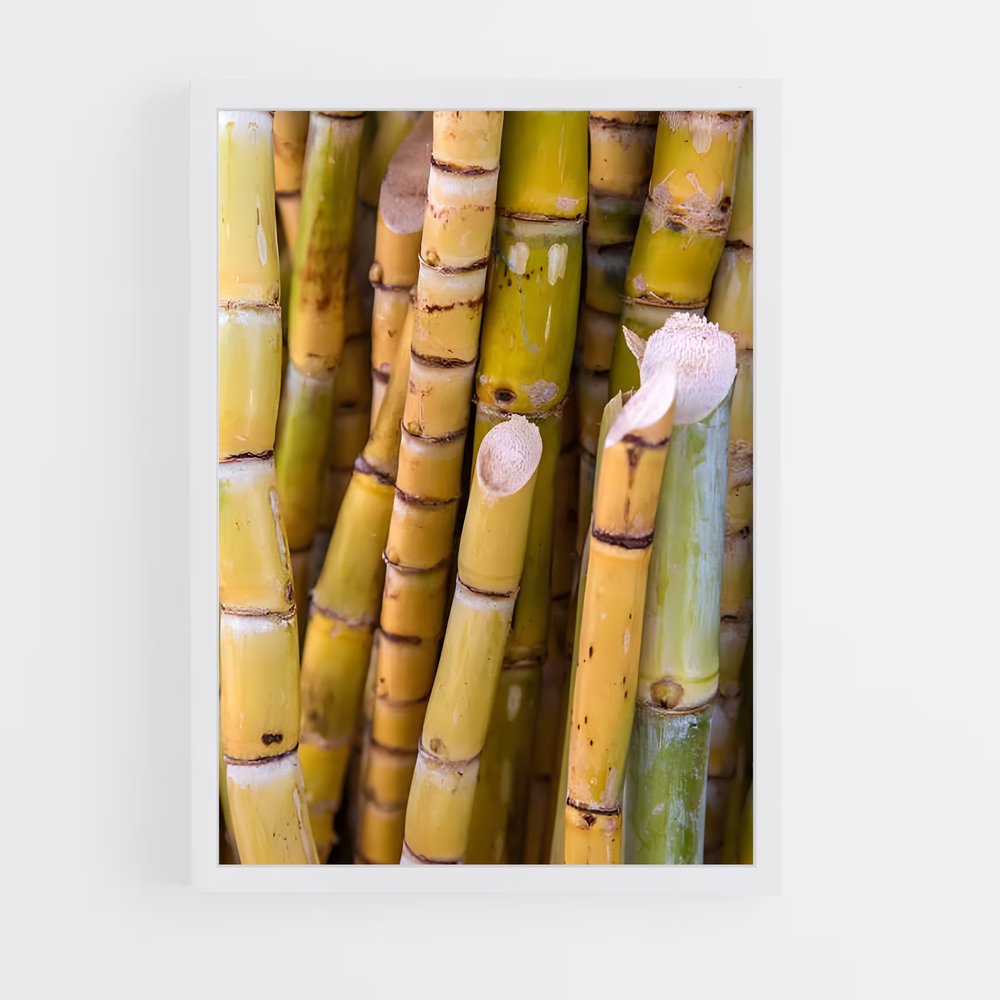 ap-sugarcane-10 cadre Blanc