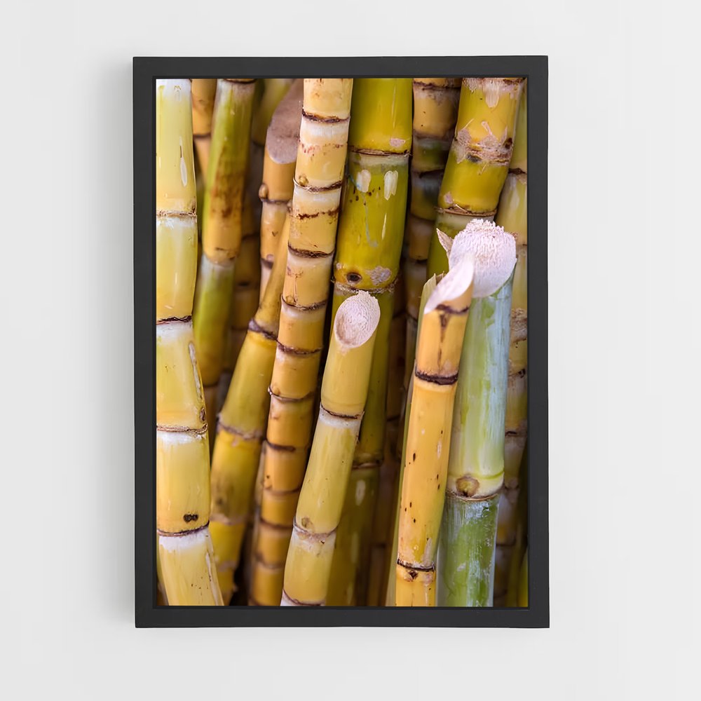 ap-sugarcane-10 cadre Noir