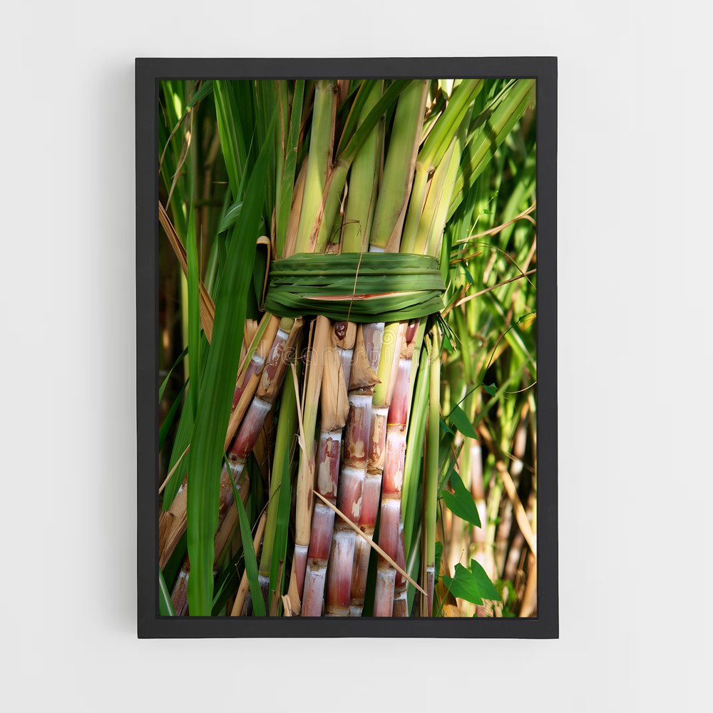 ap-sugarcane-11 cadre Noir
