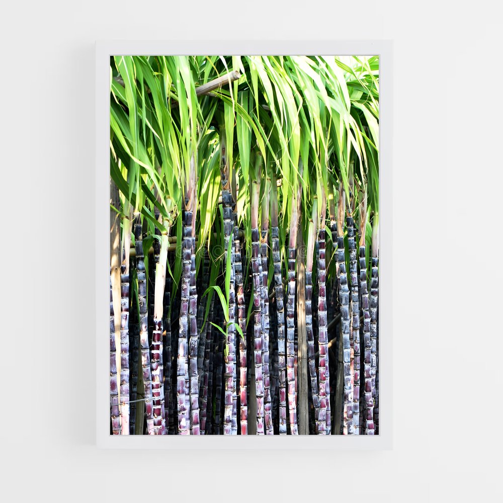 ap-sugarcane-2 cadre Blanc