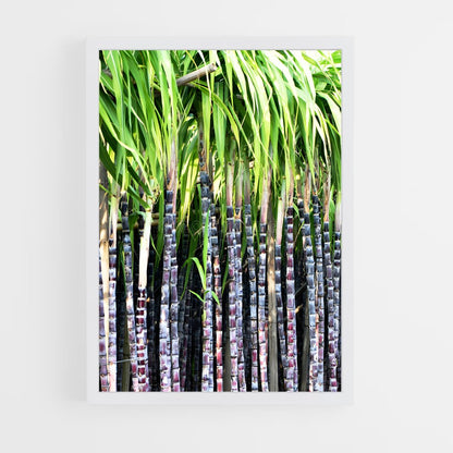 ap-sugarcane-2 cadre Blanc