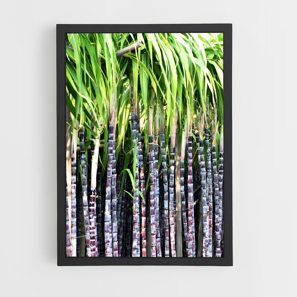 ap-sugarcane-2 cadre Noir