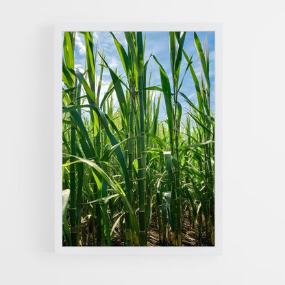 ap-sugarcane-3 cadre Blanc
