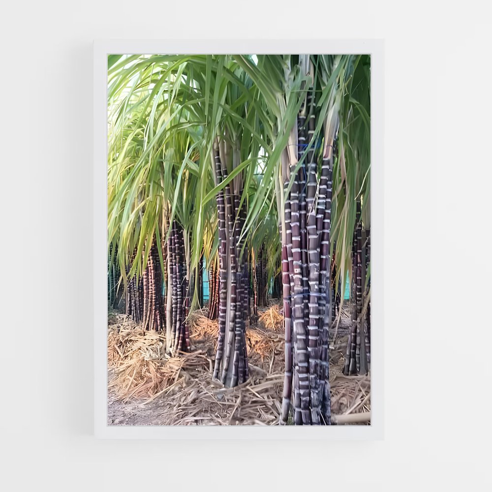 ap-sugarcane-4 cadre Blanc