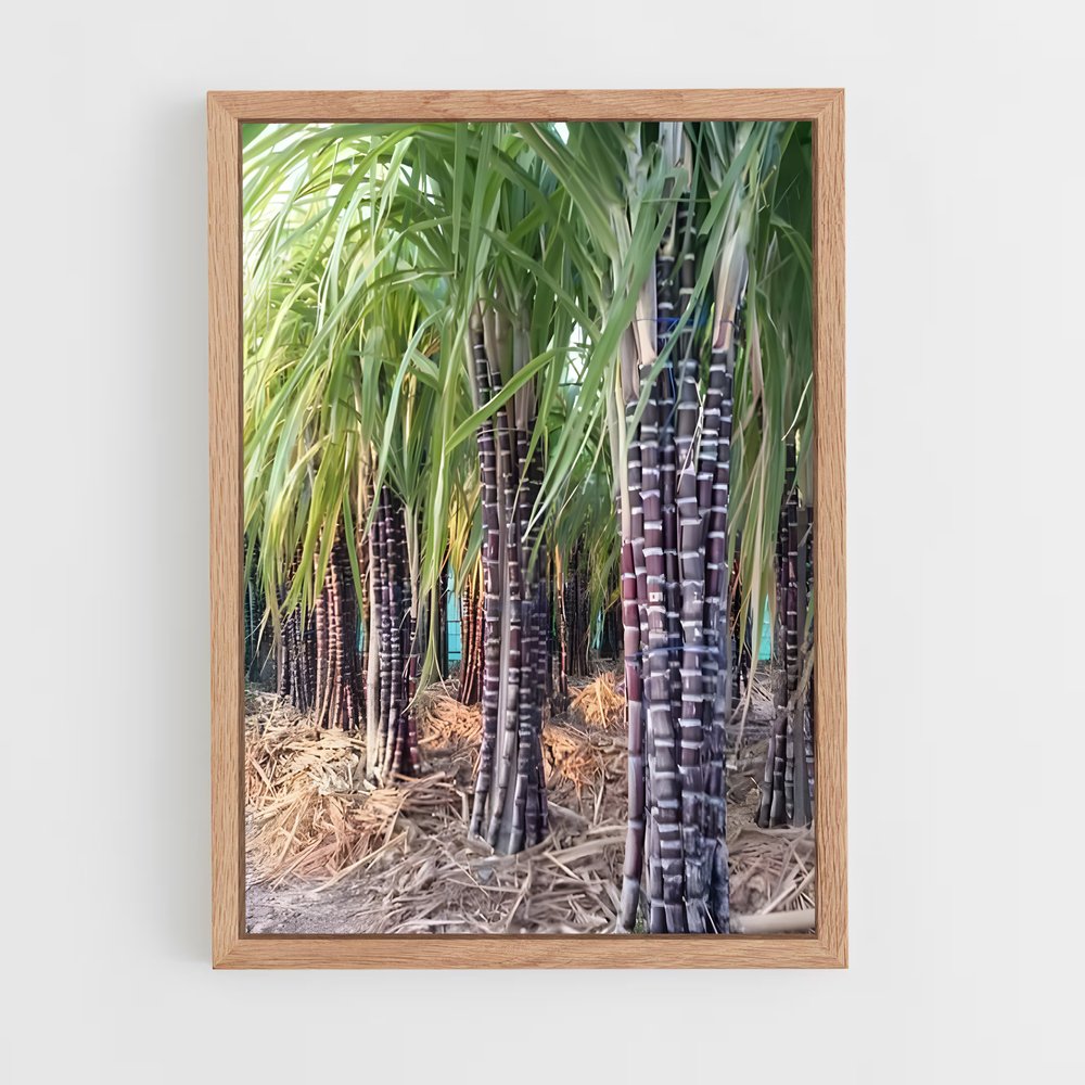 ap-sugarcane-4 cadre Bois clair