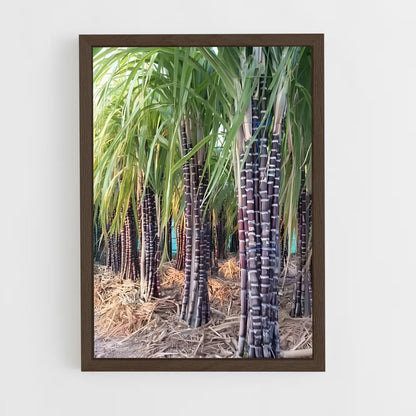 ap-sugarcane-4 cadre Bois foncé