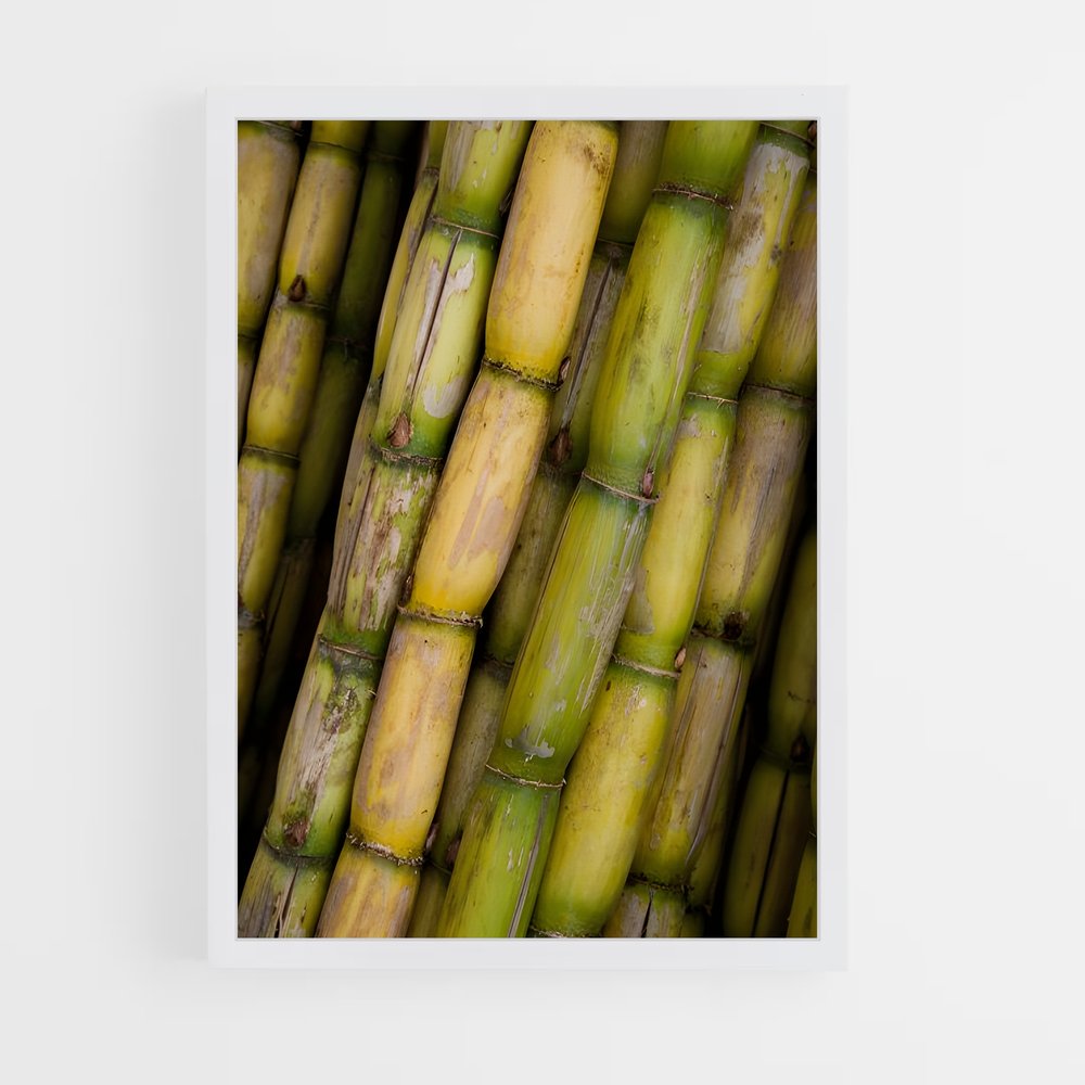 ap-sugarcane-5 cadre Blanc