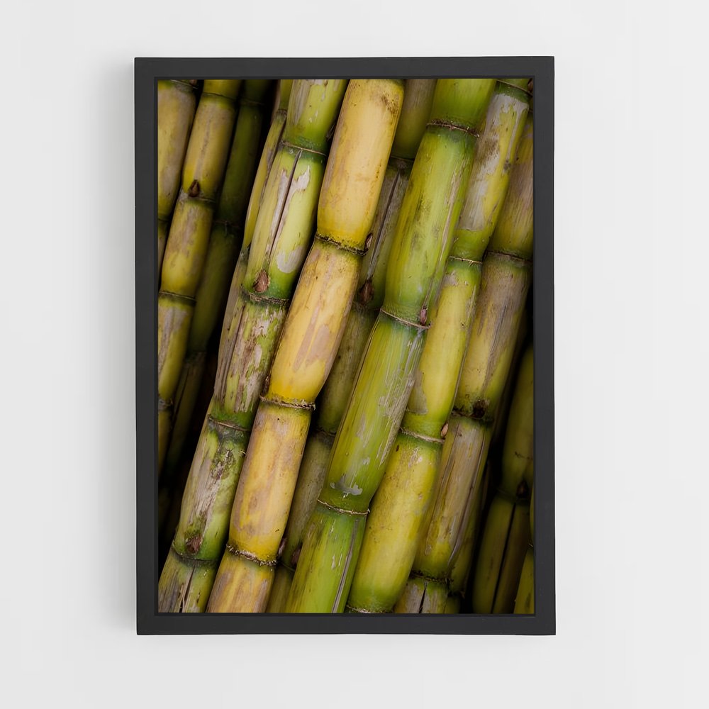 ap-sugarcane-5 cadre Noir