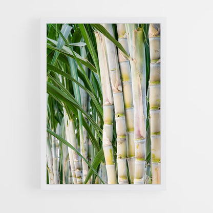 ap-sugarcane-6 cadre Blanc