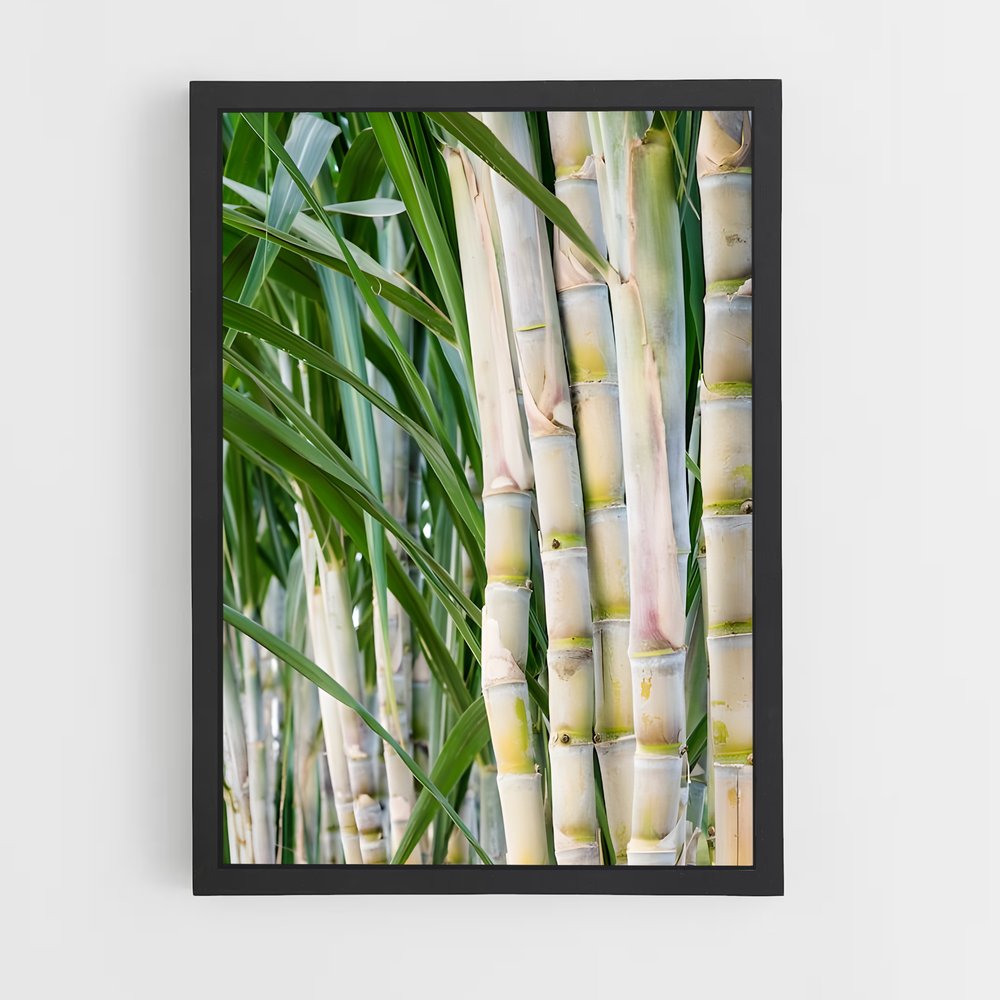 ap-sugarcane-6 cadre Noir
