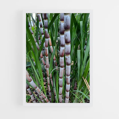 ap-sugarcane-7 cadre Blanc
