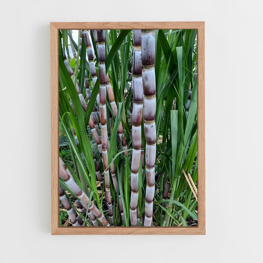 ap-sugarcane-7 cadre Bois clair