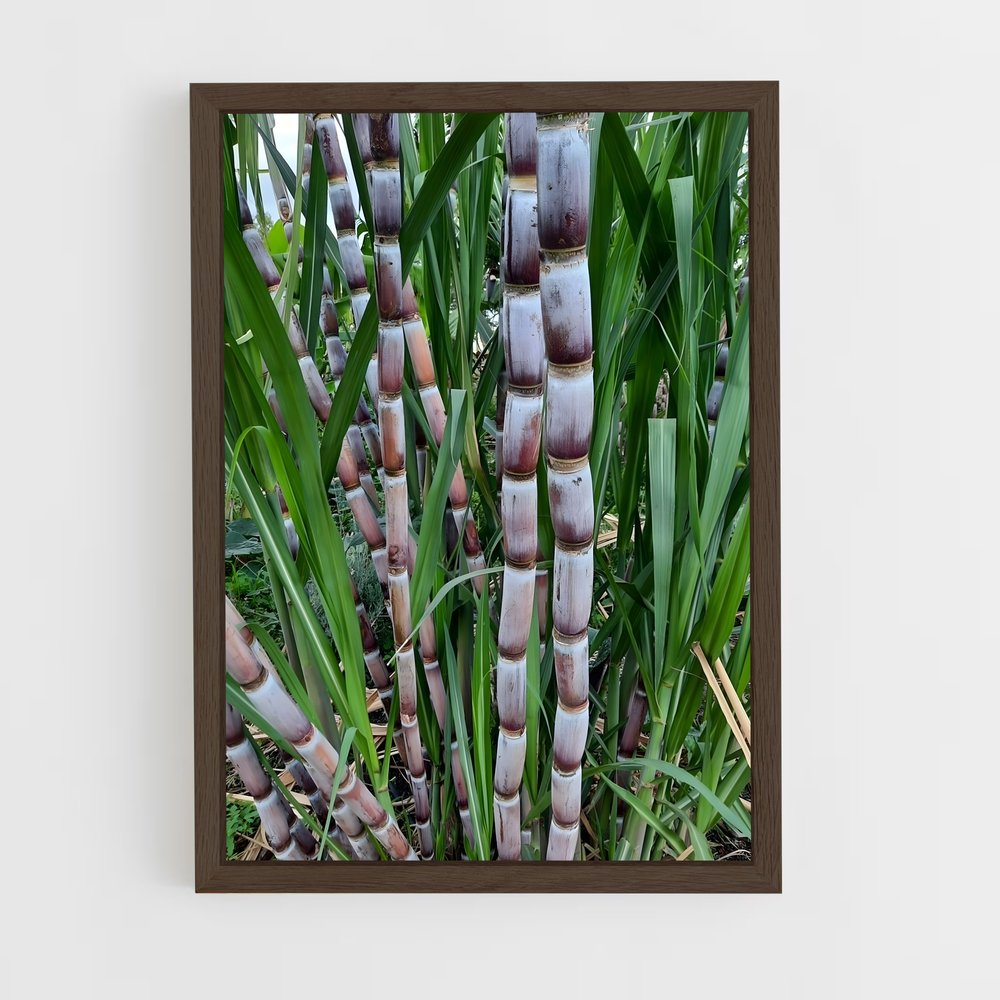 ap-sugarcane-7 cadre Bois foncé