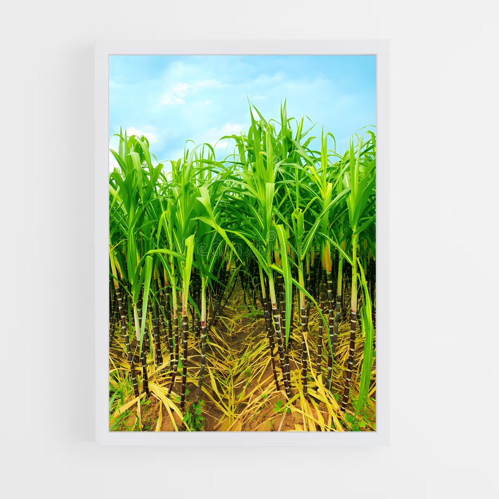 ap-sugarcane-8 cadre Blanc