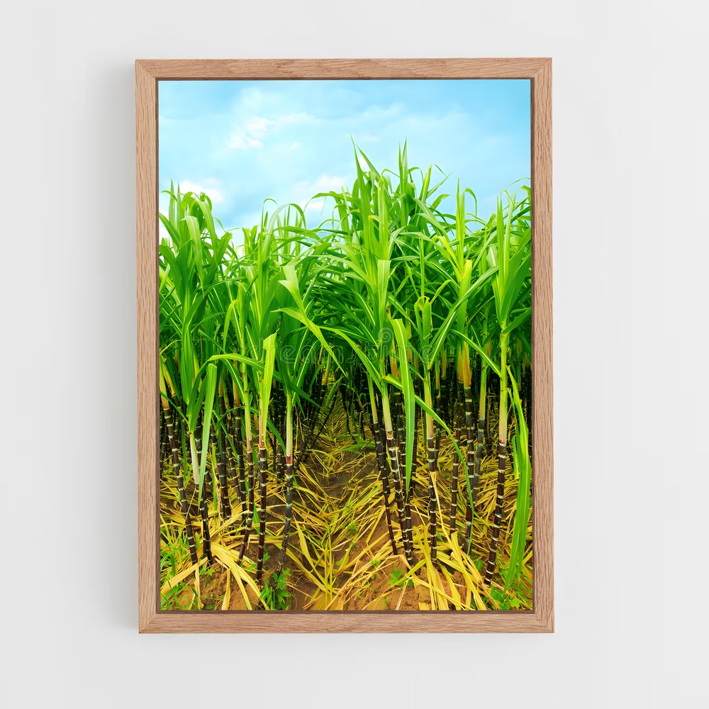 ap-sugarcane-8 cadre Bois clair