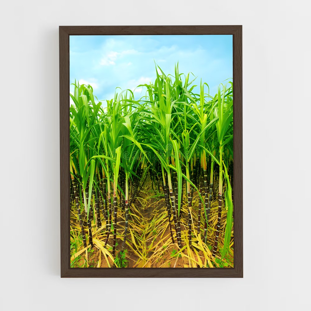 ap-sugarcane-8 cadre Bois foncé