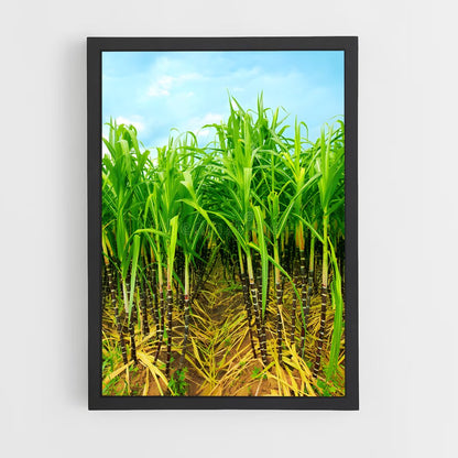 ap-sugarcane-8 cadre Noir