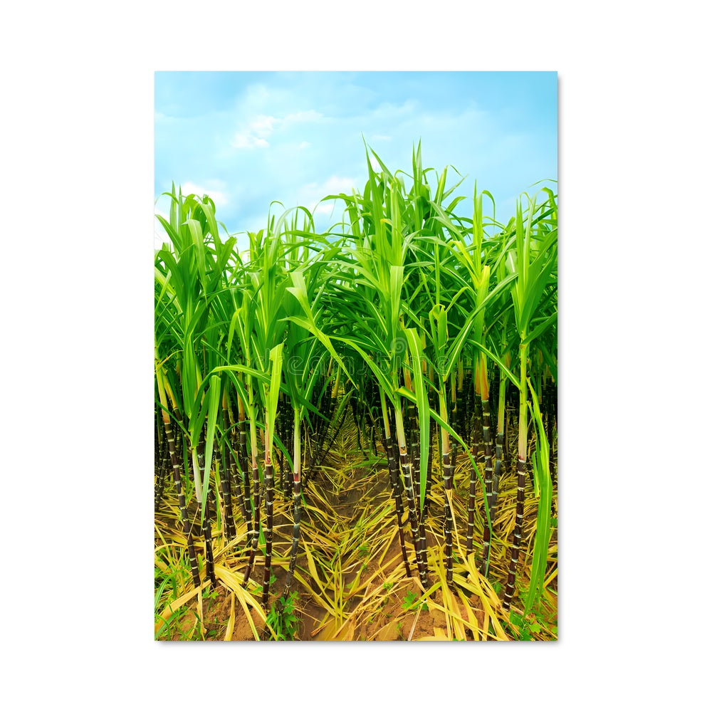 Poster Rêveries de Canne