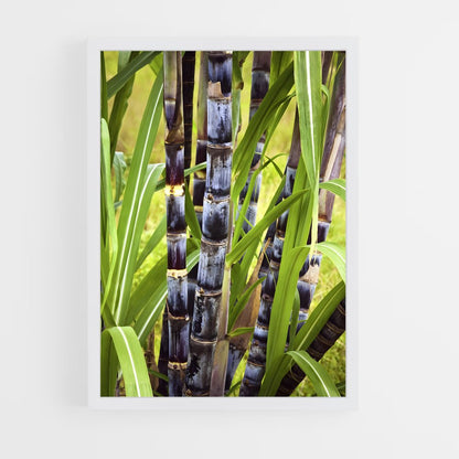 ap-sugarcane-9 cadre Blanc