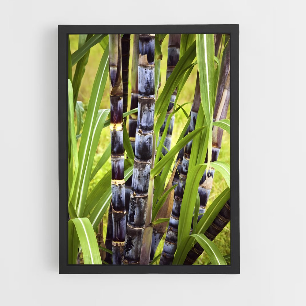 ap-sugarcane-9 cadre Noir