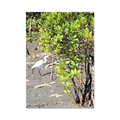 Poster L'Oiseau des Sundarbans