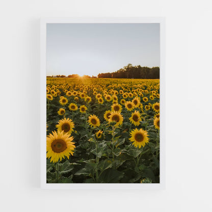 ap-sunflower-4 cadre Blanc